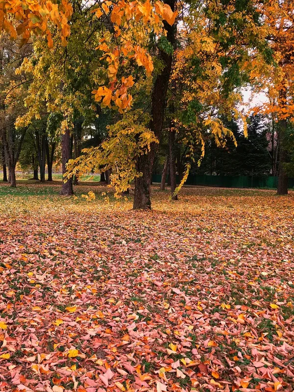 Őszi park színes falevelekkel